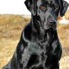 Black Lab Dog Diamond Painting