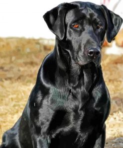 Black Lab Dog Diamond Painting