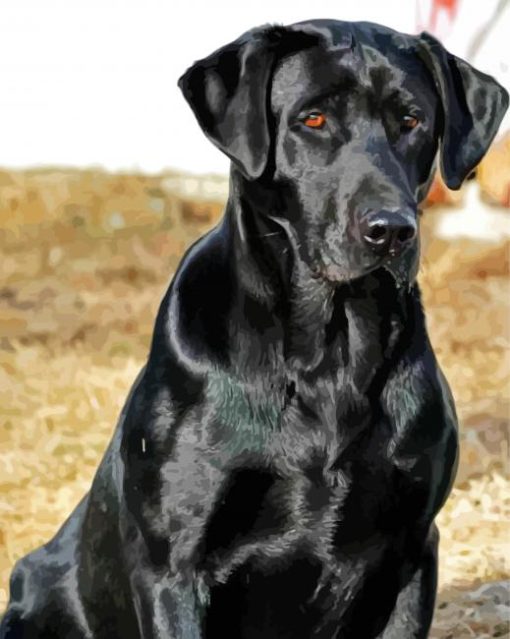 Black Lab Dog Diamond Painting