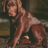 Brown Labrador Diamond Painting