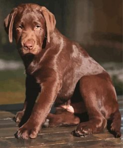 Brown Labrador Diamond Painting