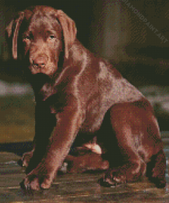 Brown Labrador Diamond Painting