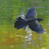 Common Grackle Flying Diamond Painting