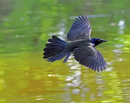 Common Grackle Flying Diamond Painting