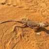 Desert Gecko Diamond Painting