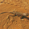 Desert Gecko Diamond Painting