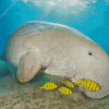 Dugong And Fishes Diamond Painting