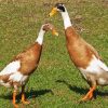 Indian Runner Duck Diamond Painting