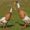 Indian Runner Duck Diamond Painting