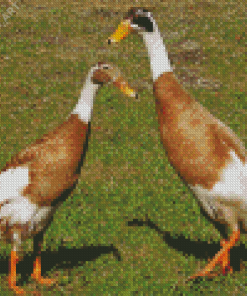 Indian Runner Duck Diamond Painting