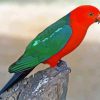 King Parrot Diamond Painting