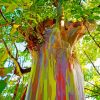 Rainbow Eucalyptus Diamond Painting