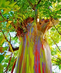 Rainbow Eucalyptus Diamond Painting