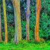 Rainbow Eucalyptus Trees Diamond Painting