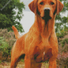 Red Fox Labrador Diamond Painting