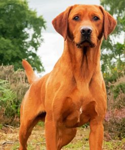 Red Fox Labrador Diamond Painting