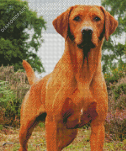 Red Fox Labrador Diamond Painting