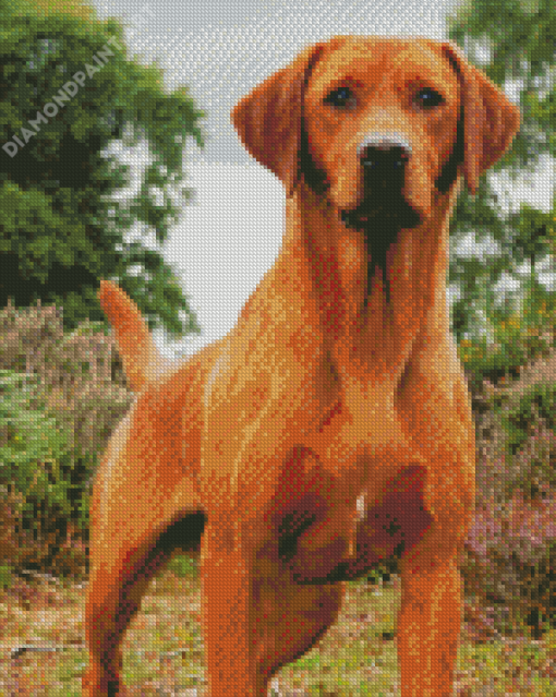 Red Fox Labrador Diamond Painting