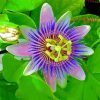 The Passionflower Plant Diamond Painting