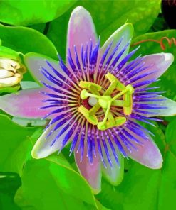 The Passionflower Plant Diamond Painting