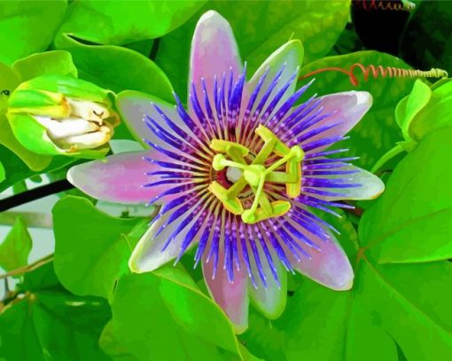 The Passionflower Plant Diamond Painting