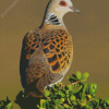 Turtle Dove Bird Diamond Painting