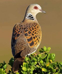 Turtle Dove Bird Diamond Painting