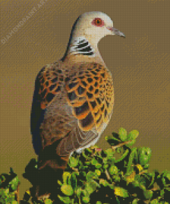 Turtle Dove Bird Diamond Painting