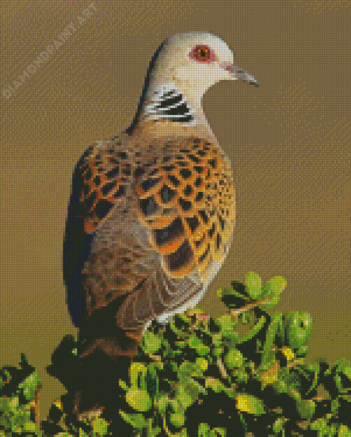 Turtle Dove Bird Diamond Painting