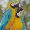 Two Parrots In Jungle Green With Blue Diamond Painting