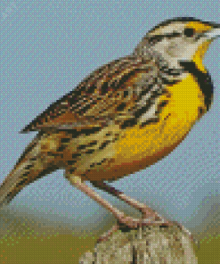 Western Meadowlark Diamond Painting