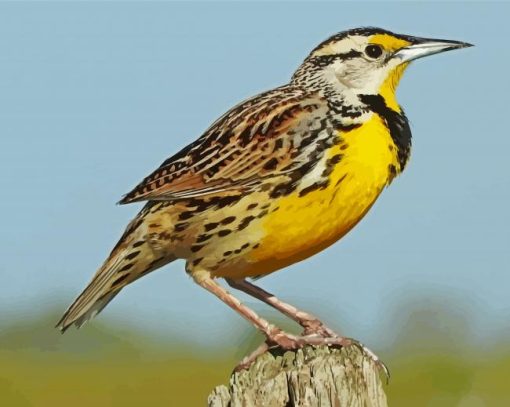 Western Meadowlark Diamond Painting