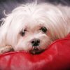 White Maltese Shih Tzu Dog Diamond Painting