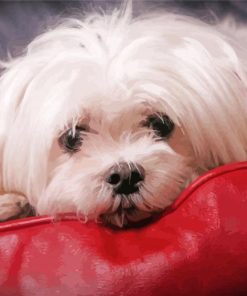 White Maltese Shih Tzu Dog Diamond Painting