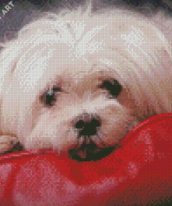 White Maltese Shih Tzu Dog Diamond Painting