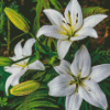 Aesthetic Madonna Lily Diamond Painting