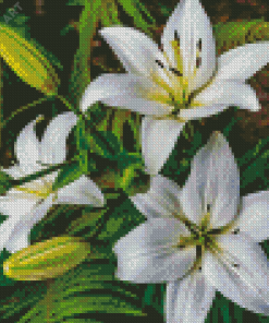 Aesthetic Madonna Lily Diamond Painting