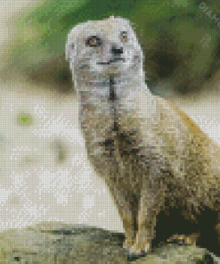 Aesthetic Mongoose Diamond Painting