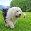 Aesthetic Old English Sheepdog Diamond Painting