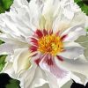 Aesthetic White Peony Diamond Painting