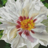 Aesthetic White Peony Diamond Painting