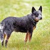 Aesthetic Blue Cattle Dog Diamond Painting