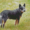 Aesthetic Blue Cattle Dog Diamond Painting