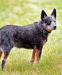 Aesthetic Blue Cattle Dog Diamond Painting