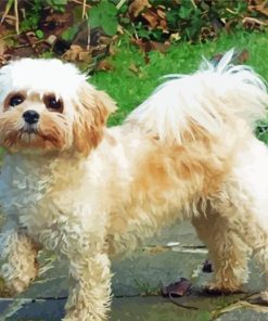 Aesthetic Cavachon Dog Diamond Painting