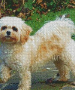 Aesthetic Cavachon Dog Diamond Painting