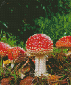 Aesthetic Mushroom Diamond Painting