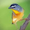 Aesthetic Pardalote Illustration Diamond Painting