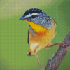 Aesthetic Pardalote Illustration Diamond Painting