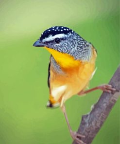 Aesthetic Pardalote Illustration Diamond Painting